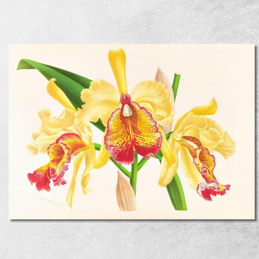 Illustrazioni Botaniche Cattleya Aurea Jean Jules Linden jjl26 quadro stampato su tela Illustrazioni Botaniche Cattleya Aurea Jean Jules Linden jjl26 quadro stampato su tela