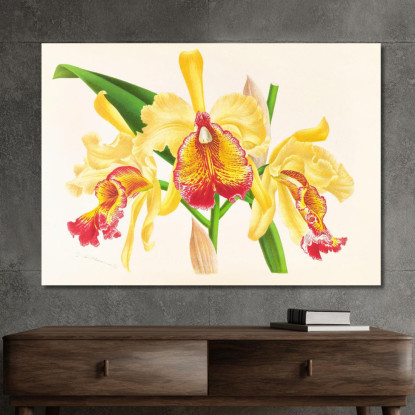 Illustrazioni Botaniche Cattleya Aurea Jean Jules Linden jjl26 quadro stampato su tela