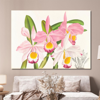 Illustrazioni Botaniche Cattleya Eldorado Jean Jules Linden jjl27 quadro stampato su tela