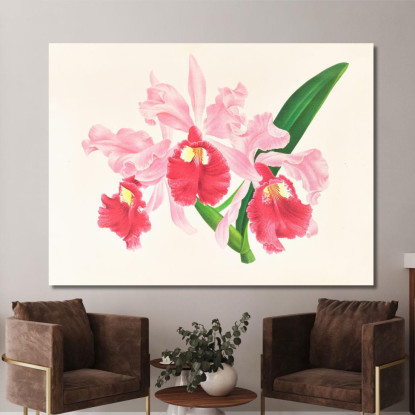 Illustrazioni Botaniche Cattleya Gigas Jean Jules Linden jjl28 quadro stampato su tela