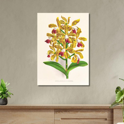 Illustrazioni Botaniche Cattleya Guttata Jean Jules Linden jjl29 quadro stampato su tela