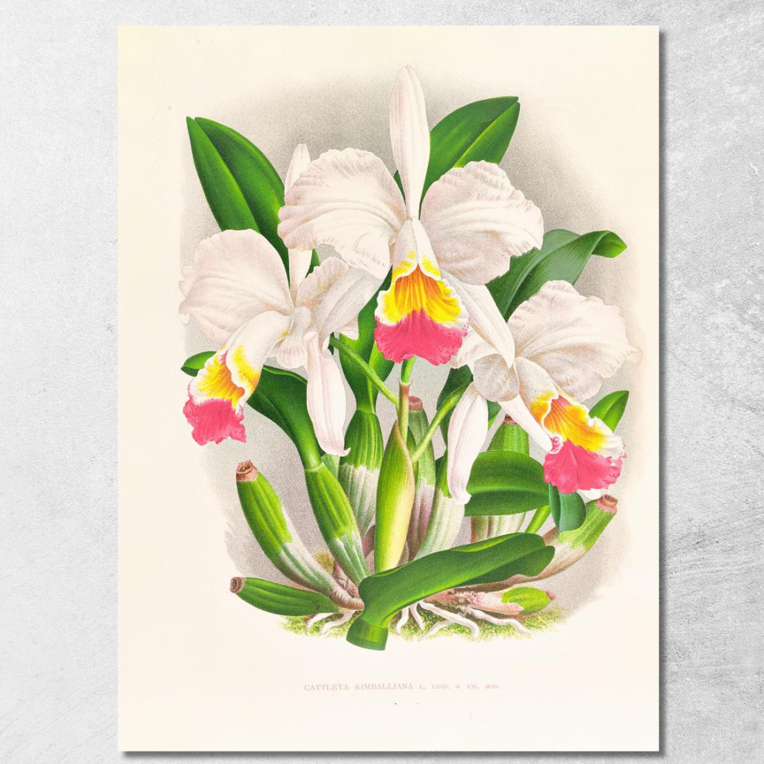 Illustrazioni Botaniche Cattleya Kimballiana Jean Jules Linden jjl30 quadro stampato su tela Illustrazioni Botaniche Cattleya Kimballiana Jean Jules Linden jjl30 quadro stampato su tela