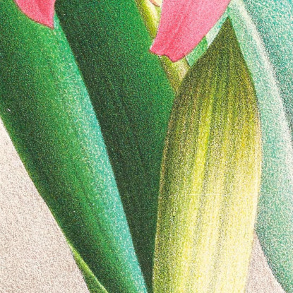 Illustrazioni Botaniche Cattleya Percivaliana Var Reichenbachi Jean Jules Linden jjl37 quadro stampato su tela