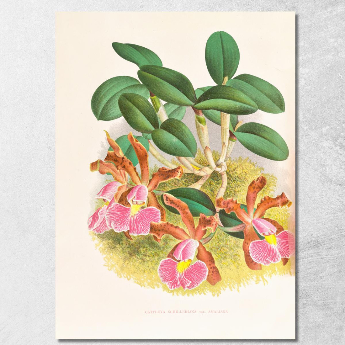 Illustrazioni Botaniche Cattleya Schilleriana Jean Jules Linden jjl38 quadro stampato su tela Illustrazioni Botaniche Cattleya Schilleriana Jean Jules Linden jjl38 quadro stampato su tela