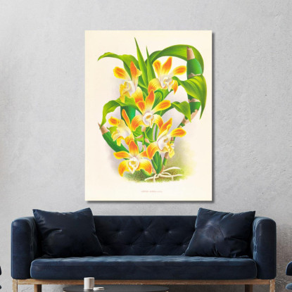 Illustrazioni Botaniche Chysis Aurea Jean Jules Linden jjl45 quadro stampato su tela