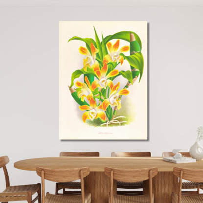 Illustrazioni Botaniche Chysis Aurea Jean Jules Linden jjl45 quadro stampato su tela