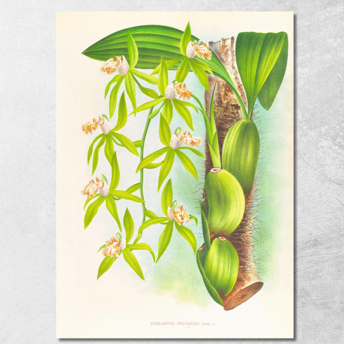 Illustrazioni Botaniche Coelogyne Peltastes Jean Jules Linden jjl49 quadro stampato su tela Illustrazioni Botaniche Coelogyne Peltastes Jean Jules Linden jjl49 quadro stampato su tela