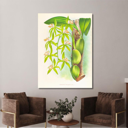 Illustrazioni Botaniche Coelogyne Peltastes Jean Jules Linden jjl49 quadro stampato su tela