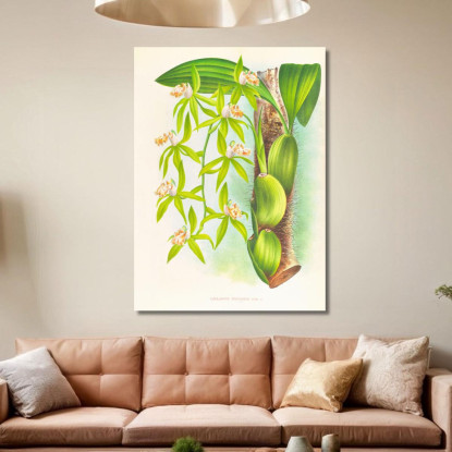 Illustrazioni Botaniche Coelogyne Peltastes Jean Jules Linden jjl49 quadro stampato su tela