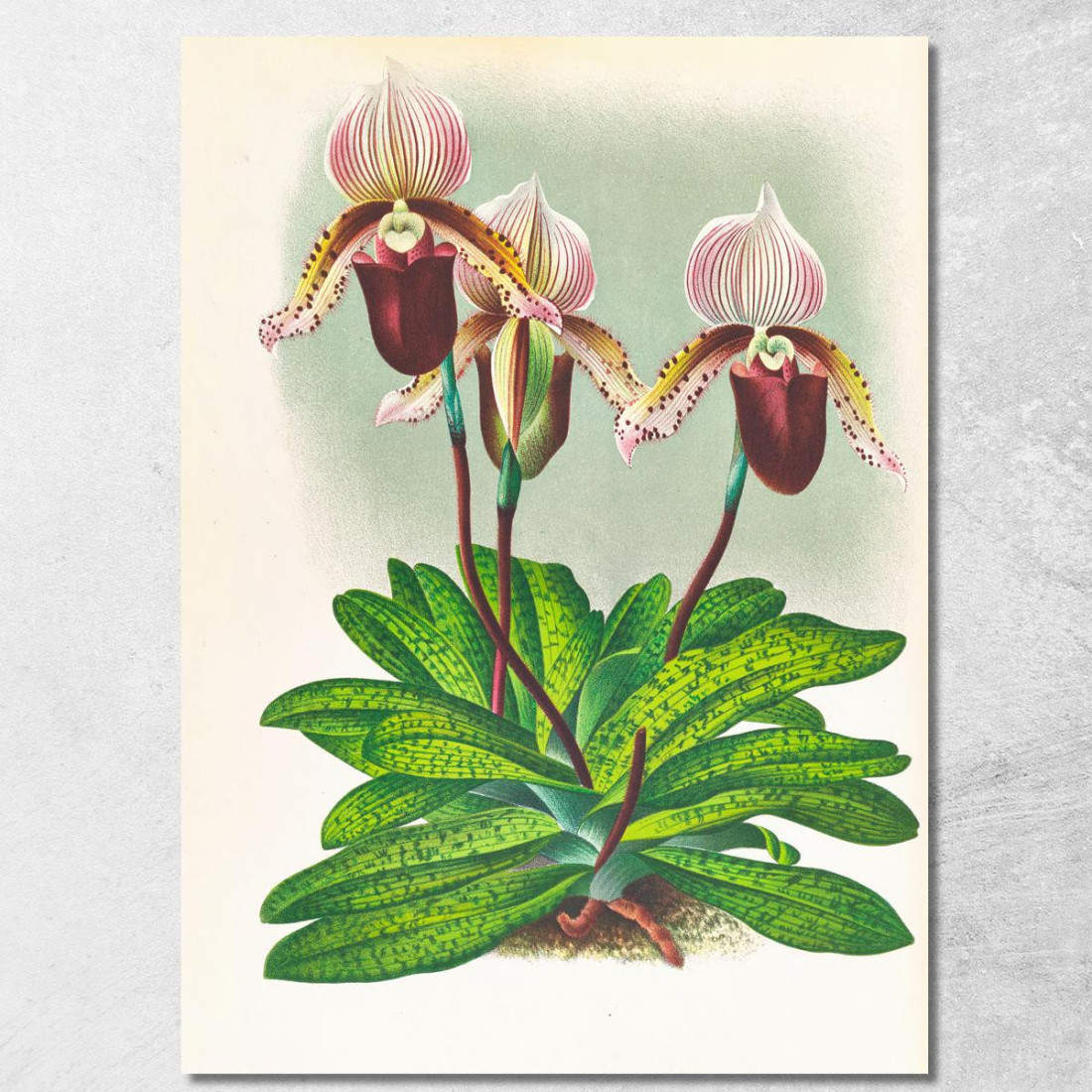 Illustrazioni Botaniche Cypripedium Barbato Veitchianum Jean Jules Linden jjl52 quadro stampato su tela Illustrazioni Botaniche Cypripedium Barbato Veitchianum Jean Jules Linden jjl52 quadro stampato su tela