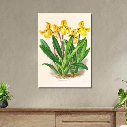 Illustrazioni Botaniche Cypripedium Druryi Jean Jules Linden jjl54 quadro stampato su tela
