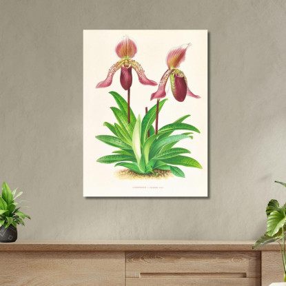 Illustrazioni Botaniche Cypripedium Fraseri Jean Jules Linden jjl55 quadro stampato su tela