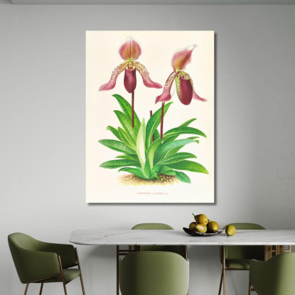 Illustrazioni Botaniche Cypripedium Fraseri Jean Jules Linden jjl55 quadro stampato su tela
