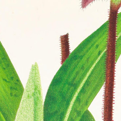 Illustrazioni Botaniche Cypripedium Fraseri Jean Jules Linden jjl55 quadro stampato su tela