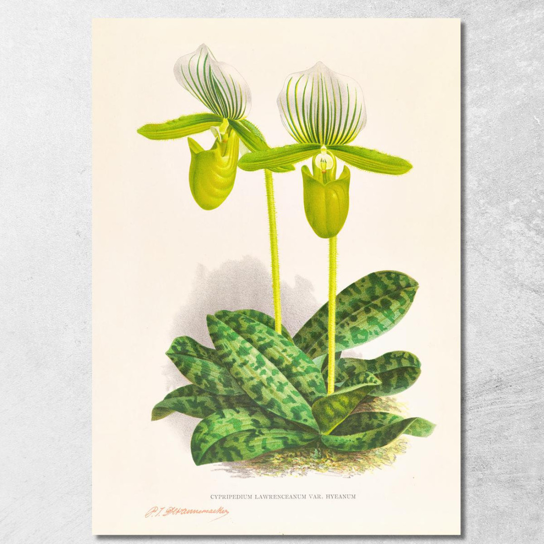 Illustrazioni Botaniche Cypripedium Lawrenceanum Var Hyeanum Jean Jules Linden jjl56 quadro stampato su tela Illustrazioni Botaniche Cypripedium Lawrenceanum Var Hyeanum Jean Jules Linden jjl56 quadro stampato su tela