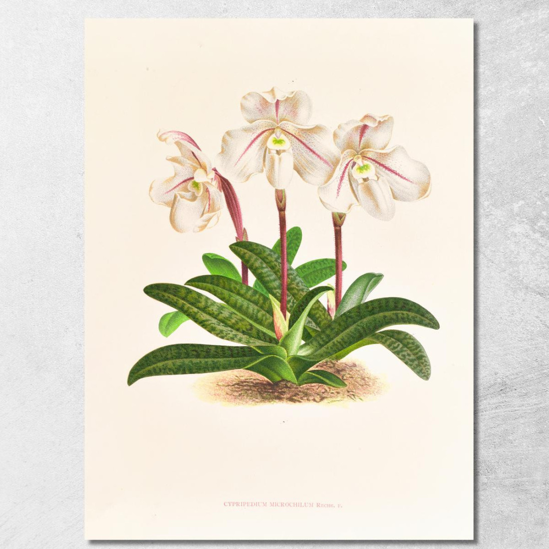 Illustrazioni Botaniche Cypripedium Microchilum Jean Jules Linden jjl57 quadro stampato su tela Illustrazioni Botaniche Cypripedium Microchilum Jean Jules Linden jjl57 quadro stampato su tela