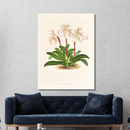 Illustrazioni Botaniche Cypripedium Microchilum Jean Jules Linden jjl57 quadro stampato su tela