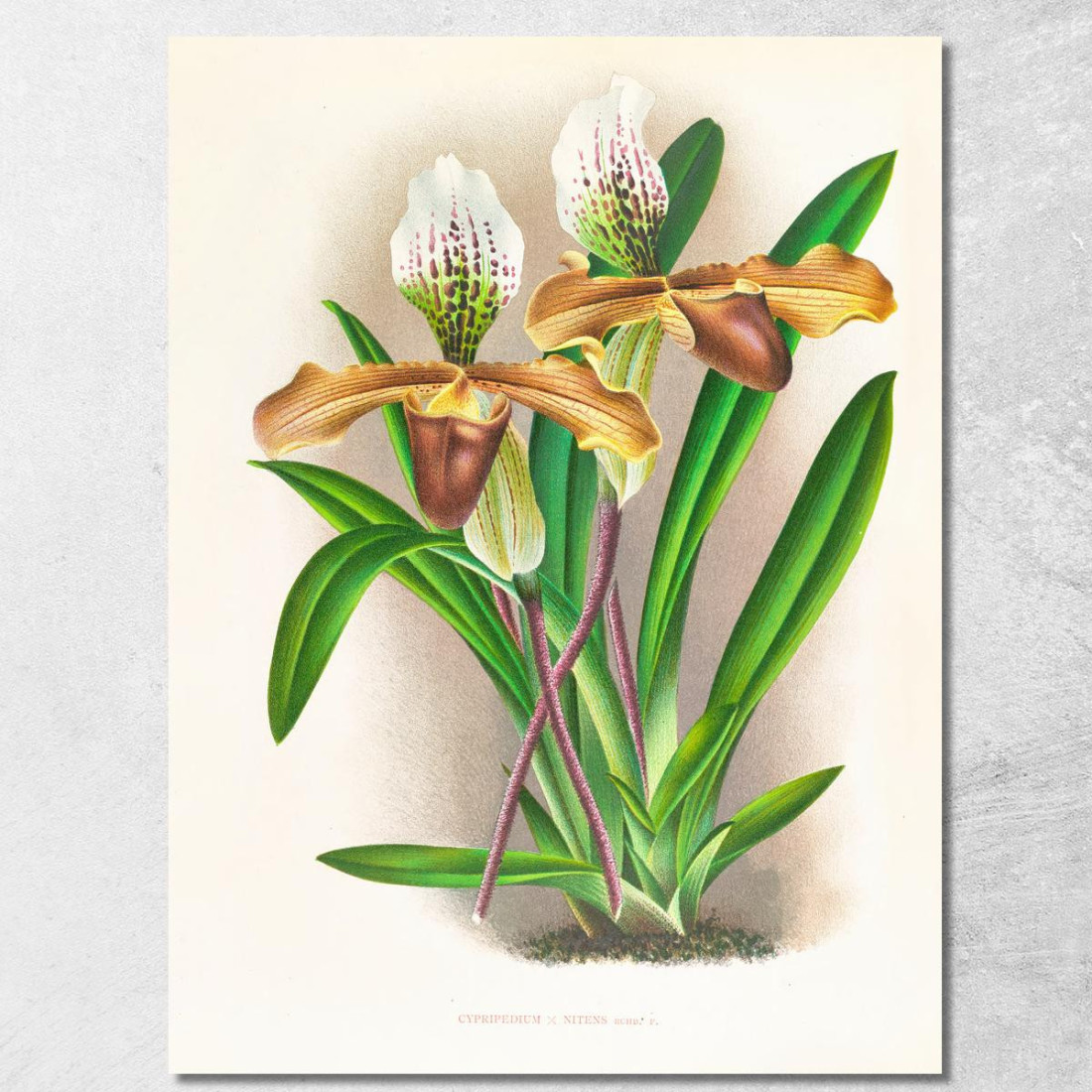 Illustrazioni Botaniche Cypripedium Nitens Jean Jules Linden jjl58 quadro stampato su tela Illustrazioni Botaniche Cypripedium Nitens Jean Jules Linden jjl58 quadro stampato su tela