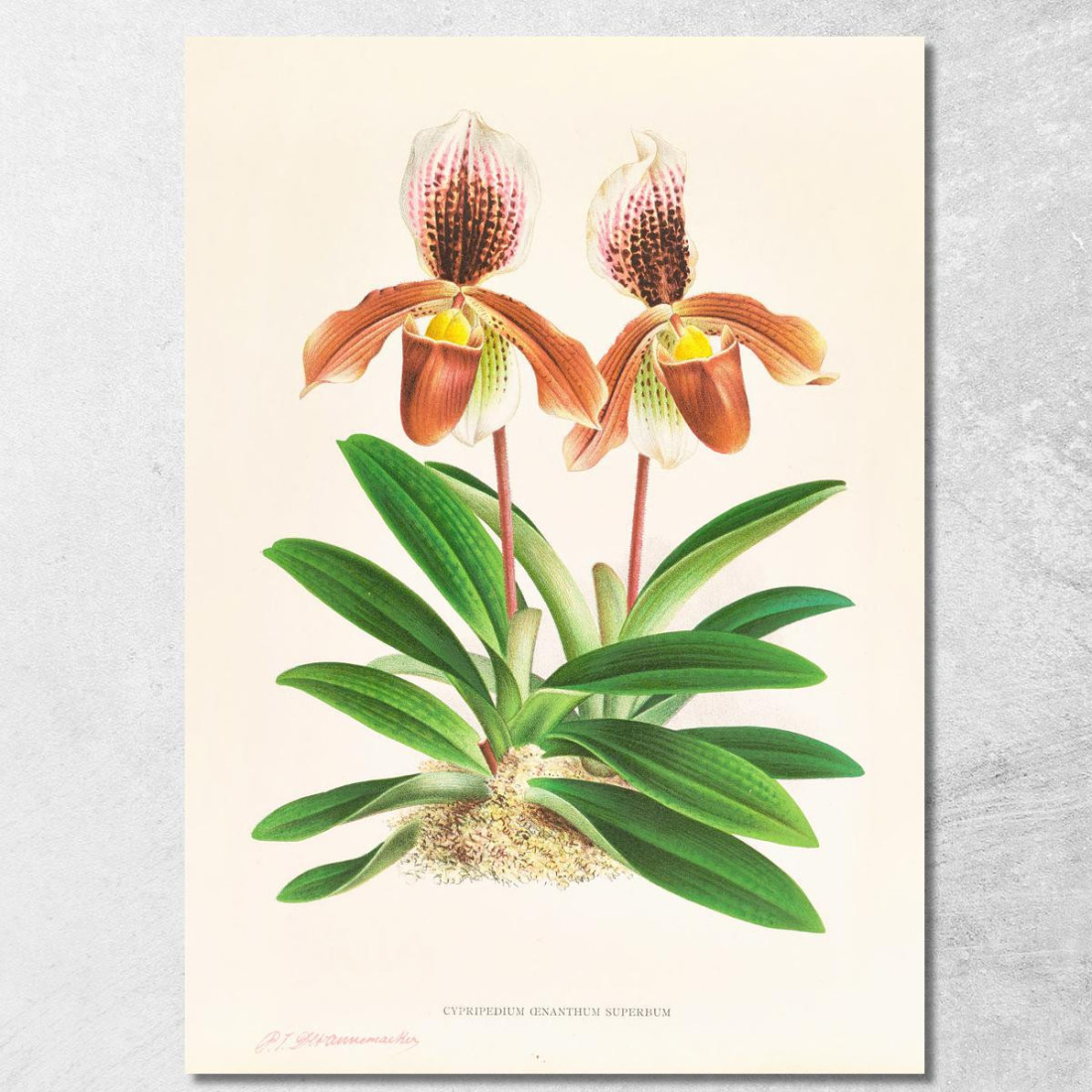 Illustrazioni Botaniche Cypripedium Oenanthum Superbum Jean Jules Linden jjl59 quadro stampato su tela Illustrazioni Botaniche Cypripedium Oenanthum Superbum Jean Jules Linden jjl59 quadro stampato su tela