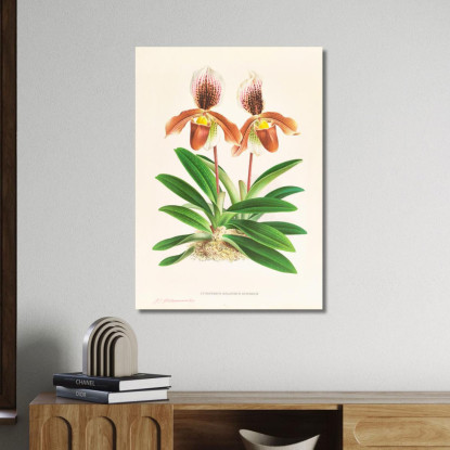 Illustrazioni Botaniche Cypripedium Oenanthum Superbum Jean Jules Linden jjl59 quadro stampato su tela