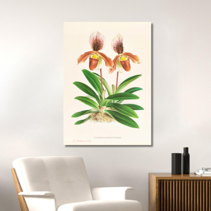 Illustrazioni Botaniche Cypripedium Oenanthum Superbum Jean Jules Linden jjl59 quadro stampato su tela