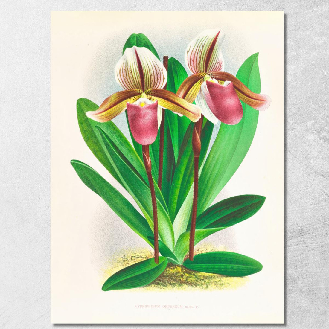 Illustrazioni Botaniche Cypripedium Orphanum Jean Jules Linden jjl60 quadro stampato su tela Illustrazioni Botaniche Cypripedium Orphanum Jean Jules Linden jjl60 quadro stampato su tela