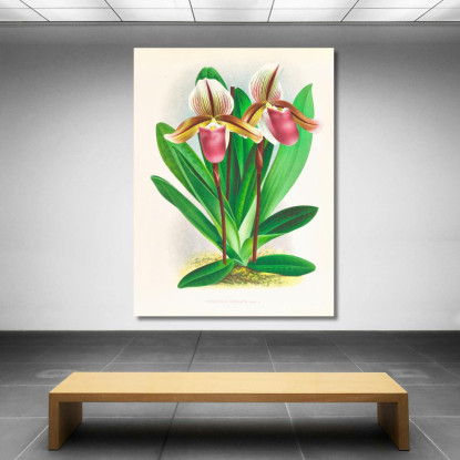 Illustrazioni Botaniche Cypripedium Orphanum Jean Jules Linden jjl60 quadro stampato su tela