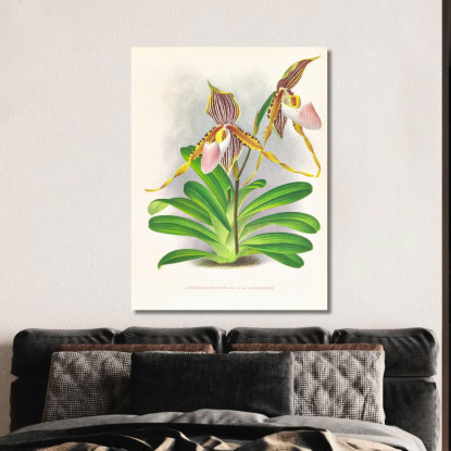 Illustrazioni Botaniche Cypripedium Praestans Var Kimballianum Jean Jules Linden jjl61 quadro stampato su tela