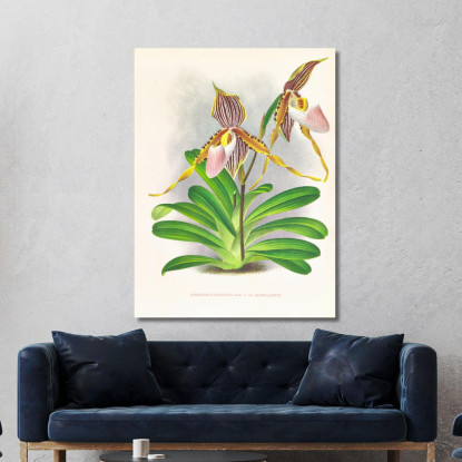 Illustrazioni Botaniche Cypripedium Praestans Var Kimballianum Jean Jules Linden jjl61 quadro stampato su tela
