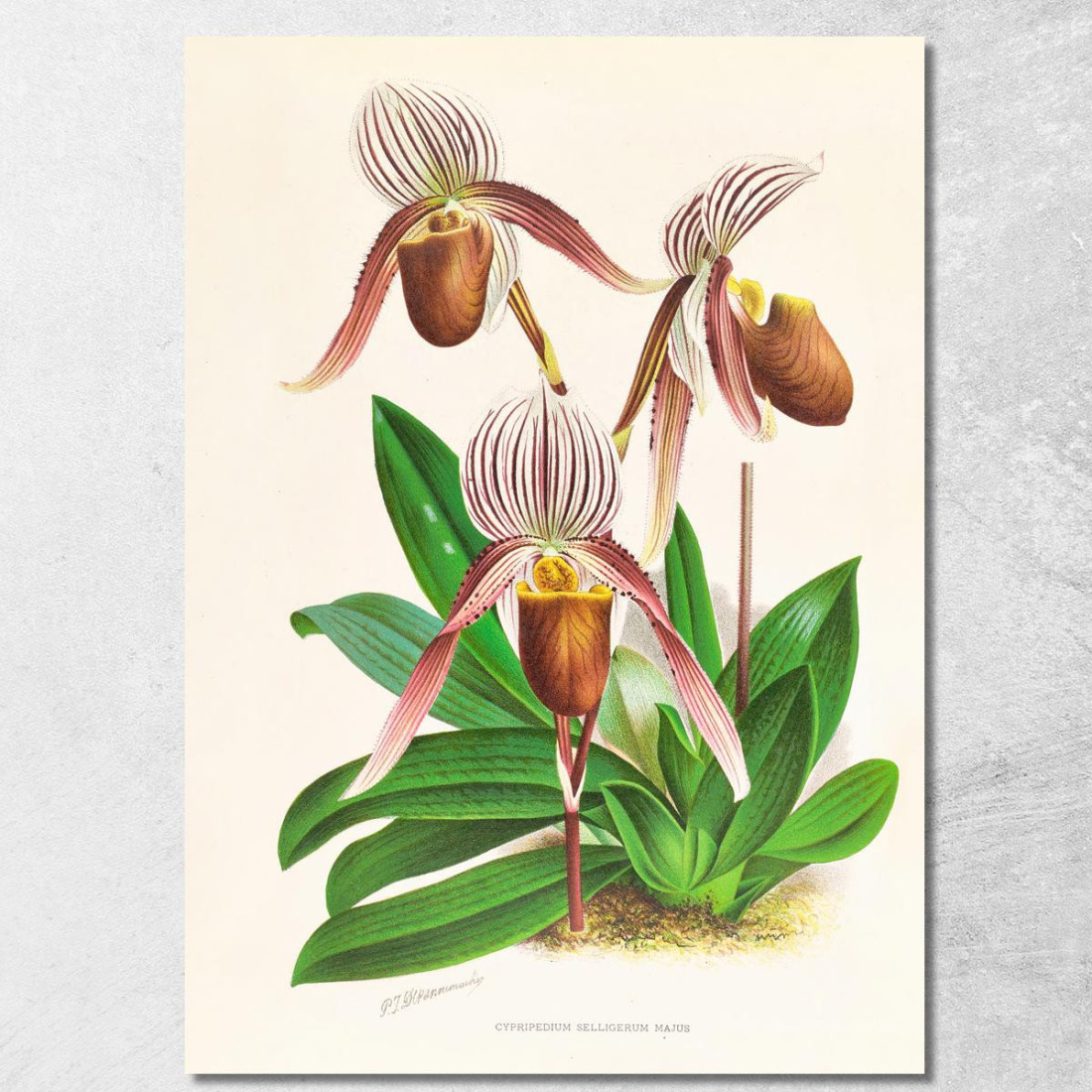 Illustrazioni Botaniche Cypripedium Selligerum Majus Jean Jules Linden jjl64 quadro stampato su tela Illustrazioni Botaniche Cypripedium Selligerum Majus Jean Jules Linden jjl64 quadro stampato su tela