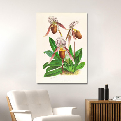 Illustrazioni Botaniche Cypripedium Selligerum Majus Jean Jules Linden jjl64 quadro stampato su tela