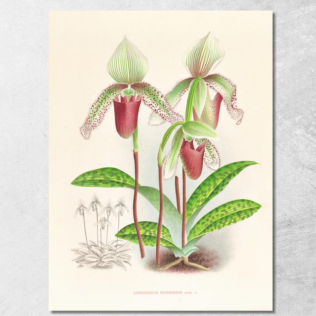 Illustrazioni Botaniche Cypripedium Superbiens Jean Jules Linden jjl65 quadro stampato su tela Illustrazioni Botaniche Cypripedium Superbiens Jean Jules Linden jjl65 quadro stampato su tela