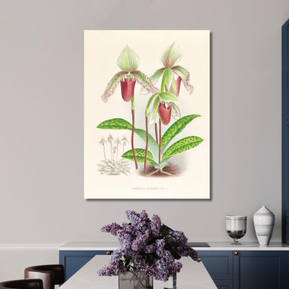 Illustrazioni Botaniche Cypripedium Superbiens Jean Jules Linden jjl65 quadro stampato su tela