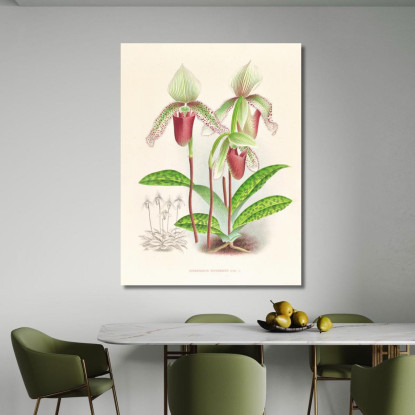 Illustrazioni Botaniche Cypripedium Superbiens Jean Jules Linden jjl65 quadro stampato su tela
