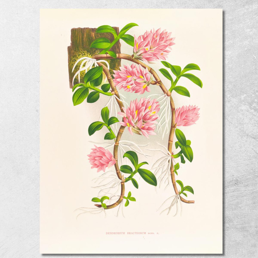Illustrazioni Botaniche Dendrobium Bracteosum Jean Jules Linden jjl68 quadro stampato su tela Illustrazioni Botaniche Dendrobium Bracteosum Jean Jules Linden jjl68 quadro stampato su tela
