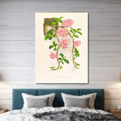 Illustrazioni Botaniche Dendrobium Bracteosum Jean Jules Linden jjl68 quadro stampato su tela
