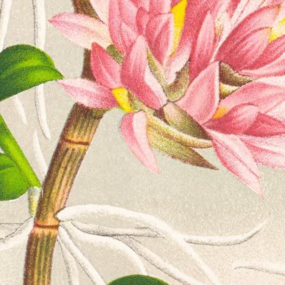 Illustrazioni Botaniche Dendrobium Bracteosum Jean Jules Linden jjl68 quadro stampato su tela