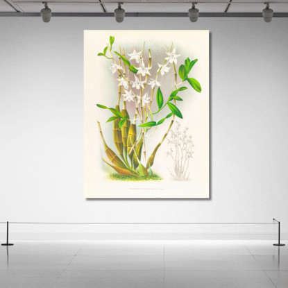 Illustrazioni Botaniche Dendrobium Crumenatum Jean Jules Linden jjl69 quadro stampato su tela