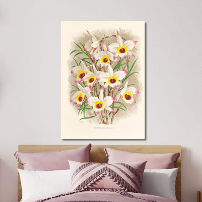 Illustrazioni Botaniche Dendrobium Falconeri Jean Jules Linden jjl71 quadro stampato su tela