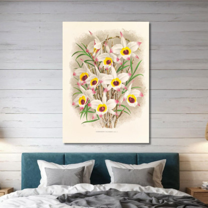 Illustrazioni Botaniche Dendrobium Falconeri Jean Jules Linden jjl71 quadro stampato su tela