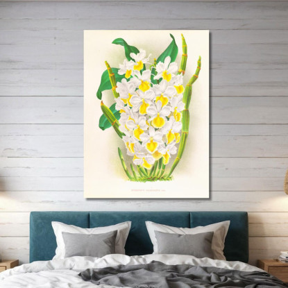Illustrazioni Botaniche Dendrobium Galliceanum Jean Jules Linden jjl72 quadro stampato su tela