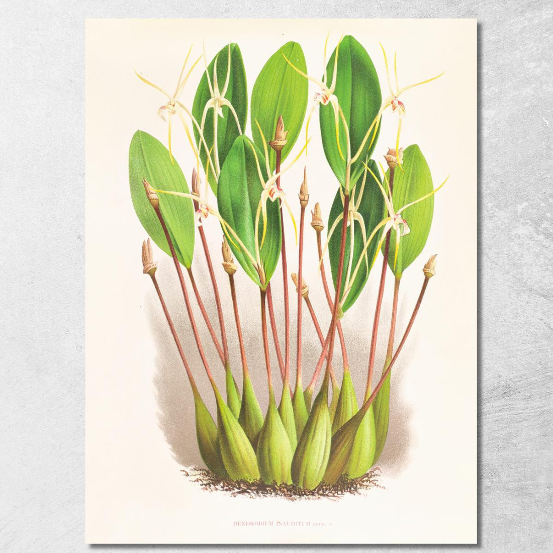 Illustrazioni Botaniche Dendrobium Inauditum Jean Jules Linden jjl73 quadro stampato su tela Illustrazioni Botaniche Dendrobium Inauditum Jean Jules Linden jjl73 quadro stampato su tela