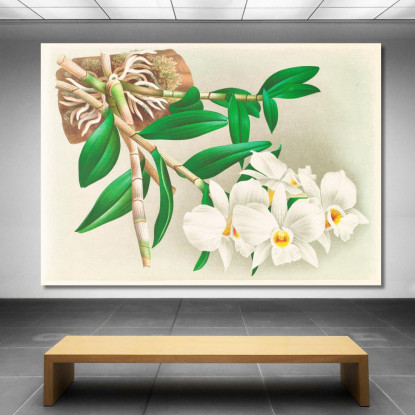 Illustrazioni Botaniche Dendrobium Infundibulum Jean Jules Linden jjl74 quadro stampato su tela