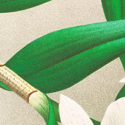 Illustrazioni Botaniche Dendrobium Infundibulum Jean Jules Linden jjl74 quadro stampato su tela