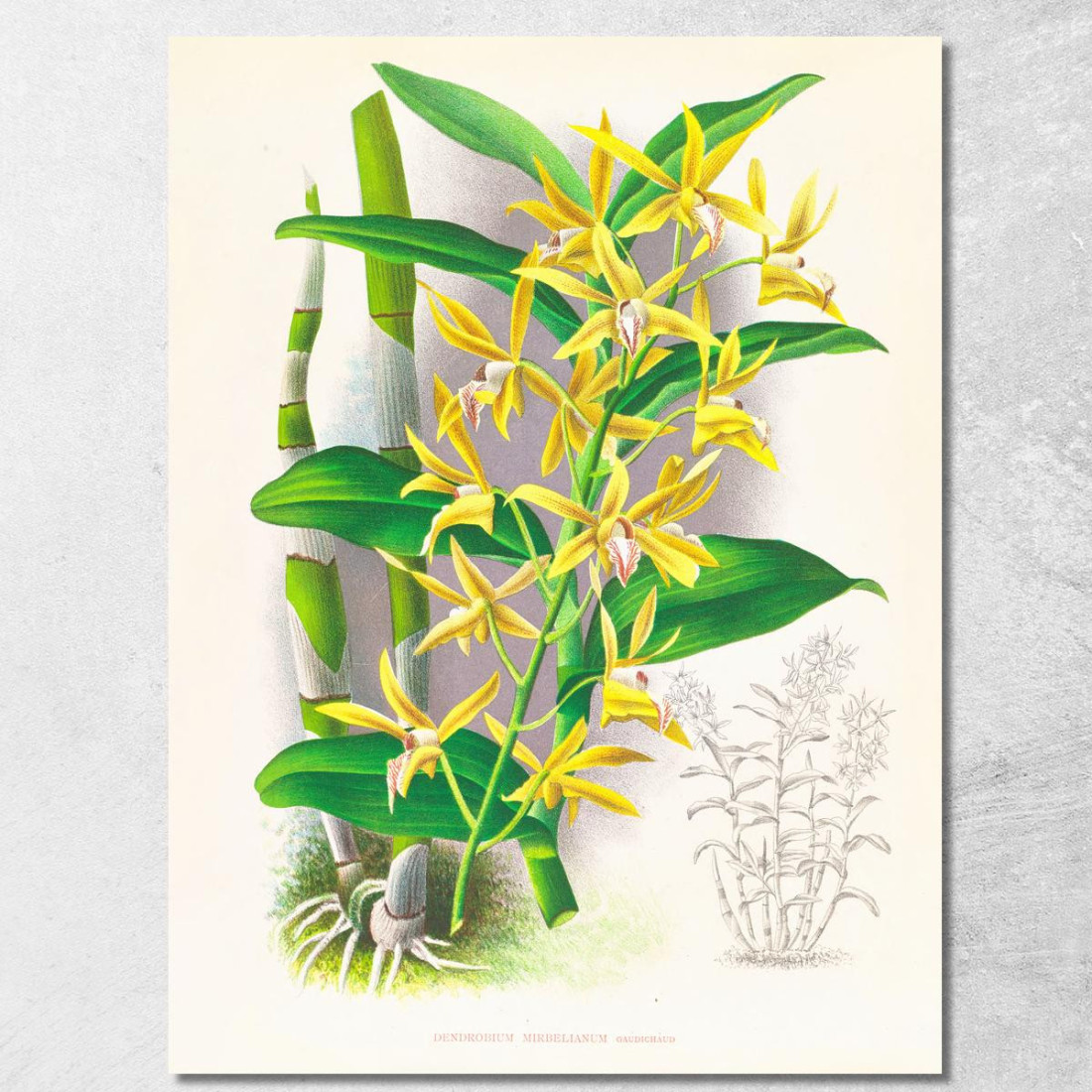Illustrazioni Botaniche Dendrobium Mirbelianum Jean Jules Linden jjl75 quadro stampato su tela Illustrazioni Botaniche Dendrobium Mirbelianum Jean Jules Linden jjl75 quadro stampato su tela