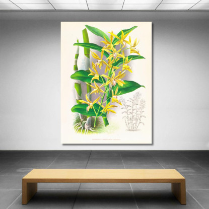 Illustrazioni Botaniche Dendrobium Mirbelianum Jean Jules Linden jjl75 quadro stampato su tela