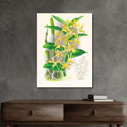Illustrazioni Botaniche Dendrobium Mirbelianum Jean Jules Linden jjl75 quadro stampato su tela
