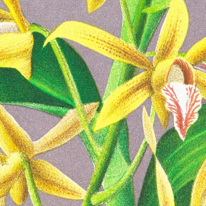 Illustrazioni Botaniche Dendrobium Mirbelianum Jean Jules Linden jjl75 quadro stampato su tela