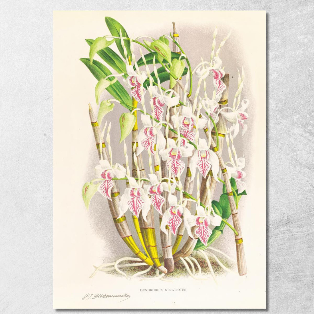 Illustrazioni Botaniche Dendrobium Stratiotes Jean Jules Linden jjl77 quadro stampato su tela Illustrazioni Botaniche Dendrobium Stratiotes Jean Jules Linden jjl77 quadro stampato su tela