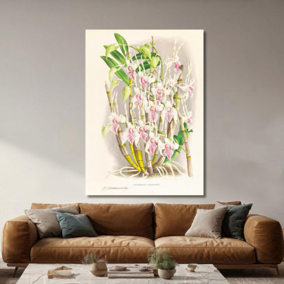 Illustrazioni Botaniche Dendrobium Stratiotes Jean Jules Linden jjl77 quadro stampato su tela